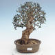Indoor Bonsai - Olea europaea sylvestris -Oliva Europäisches kleines Blatt PB220625 - 1/5
