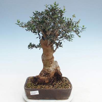 Indoor Bonsai - Olea europaea sylvestris -Oliva Europäisches kleines Blatt PB220628 - 1