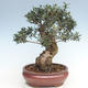 Indoor Bonsai - Olea europaea sylvestris -Oliva Europäisches kleines Blatt PB220635 - 1/5