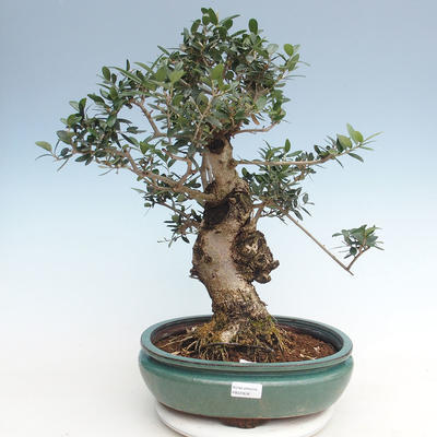 Indoor Bonsai - Olea europaea sylvestris -Oliva Europäisches kleines Blatt PB220636 - 1