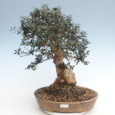 Indoor Bonsai - Olea europaea sylvestris -Oliva Europäisches kleines Blatt PB220639 - 1