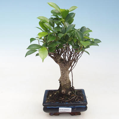 Indoor-Bonsai - Ficus retusa - kleiner Blattficus PB220641 - 1