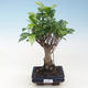 Indoor-Bonsai - Ficus retusa - kleiner Blattficus PB220641 - 1/2