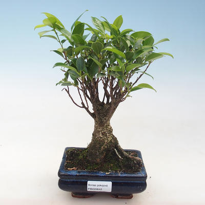 Indoor-Bonsai - Ficus retusa - kleiner Blattficus PB220642 - 1