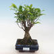 Indoor-Bonsai - Ficus retusa - kleiner Blattficus PB220642 - 1/2