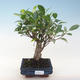 Innenbonsai - Ficus retusa - kleiner Blattficus PB220643 - 1/2