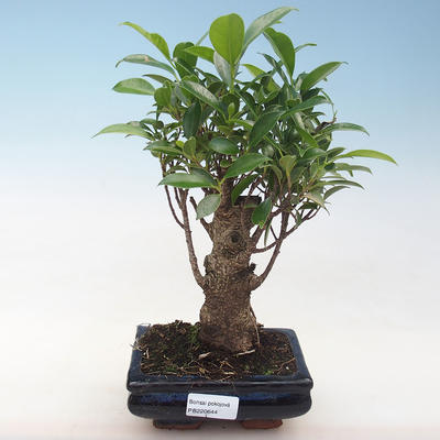 Innenbonsai - Ficus retusa - kleiner Blattficus PB220644 - 1