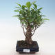 Innenbonsai - Ficus retusa - kleiner Blattficus PB220644 - 1/2