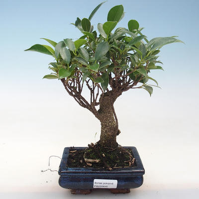 Innenbonsai - Ficus retusa - kleiner Blattficus PB220646 - 1