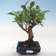 Innenbonsai - Ficus retusa - kleiner Blattficus PB220646 - 1/2