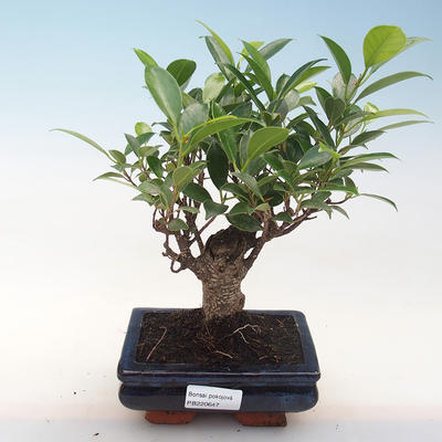 Innenbonsai - Ficus retusa - kleiner Blattficus PB220647 - 1