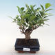 Innenbonsai - Ficus retusa - kleiner Blattficus PB220647 - 1/2