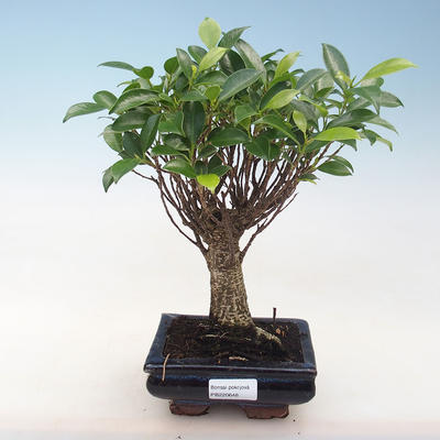 Innenbonsai - Ficus retusa - kleiner Blattficus PB220648 - 1