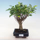 Innenbonsai - Ficus retusa - kleiner Blattficus PB220648 - 1/2