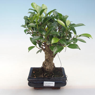 Innenbonsai - Ficus retusa - kleiner Blattficus PB220649 - 1
