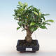 Innenbonsai - Ficus retusa - kleiner Blattficus PB220649 - 1/2
