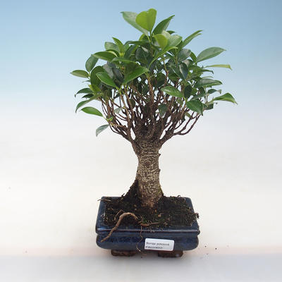 Indoor-Bonsai - Ficus retusa - kleiner Blattficus PB220650 - 1
