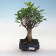 Indoor-Bonsai - Ficus retusa - kleiner Blattficus PB220650 - 1/2