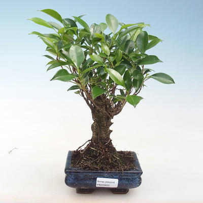 Indoor-Bonsai - Ficus retusa - kleiner Blattficus PB220652 - 1
