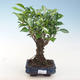 Indoor-Bonsai - Ficus retusa - kleiner Blattficus PB220652 - 1/2