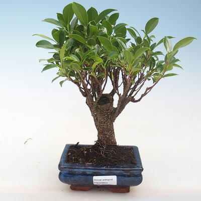 Indoor-Bonsai - Ficus retusa - kleiner Blattficus PB220654 - 1