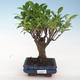 Indoor-Bonsai - Ficus retusa - kleiner Blattficus PB220654 - 1/2