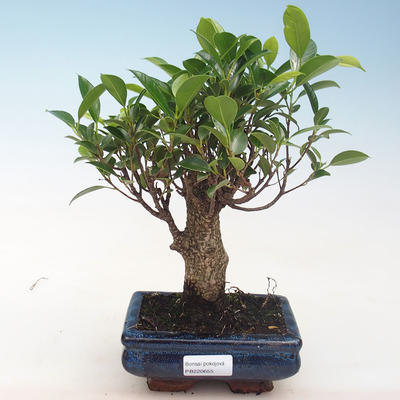 Indoor-Bonsai - Ficus retusa - kleiner Blattficus PB220655 - 1