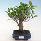 Indoor-Bonsai - Ficus retusa - kleiner Blattficus PB220655 - 1/2