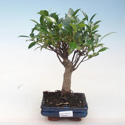 Indoor-Bonsai - Ficus retusa - kleiner Blattficus PB220656 - 1