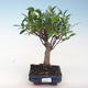 Indoor-Bonsai - Ficus retusa - kleiner Blattficus PB220656 - 1/2