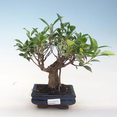 Innenbonsai - Ficus retusa - kleiner Blattficus PB220657 - 1