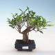 Innenbonsai - Ficus retusa - kleiner Blattficus PB220657 - 1/2