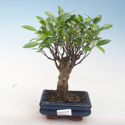 Innenbonsai - Ficus retusa - kleiner Blattficus PB220659 - 1