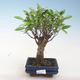 Innenbonsai - Ficus retusa - kleiner Blattficus PB220659 - 1/2