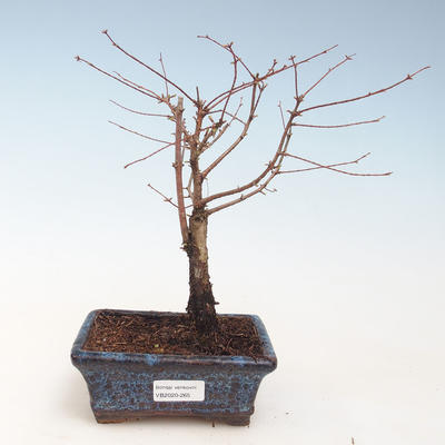 Outdoor Bonsai - Metasequoia glyptostroboides - Chinesische Metasquoia VB2020-265 - 1