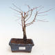 Outdoor Bonsai - Metasequoia glyptostroboides - Chinesische Metasquoia VB2020-265 - 1/2