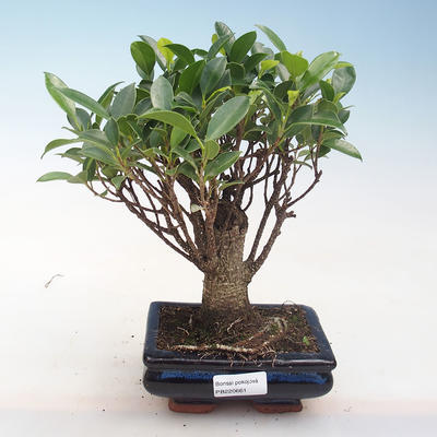 Indoor-Bonsai - Ficus retusa - kleiner Blattficus PB220661 - 1