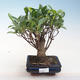 Indoor-Bonsai - Ficus retusa - kleiner Blattficus PB220661 - 1/2