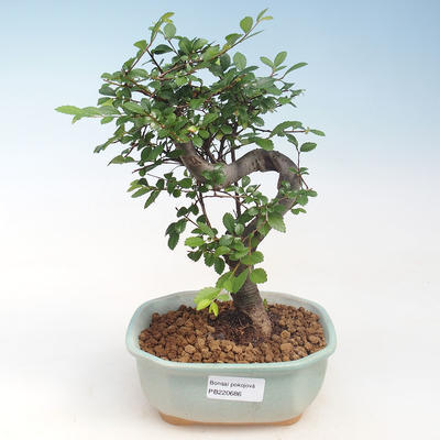 Indoor-Bonsai - Ulmus parvifolia - Kleine Blattulme PB220686 - 1