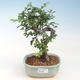 Indoor-Bonsai - Ulmus parvifolia - Kleine Blattulme PB220686 - 1/3
