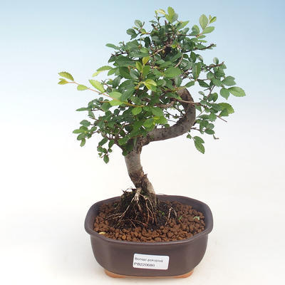 Indoor-Bonsai - Ulmus parvifolia - Kleine Blattulme PB220688 - 1
