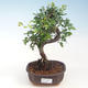 Indoor-Bonsai - Ulmus parvifolia - Kleine Blattulme PB220688 - 1/3