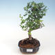 Indoor-Bonsai - Ulmus parvifolia - Kleine Blattulme PB220690 - 1/3