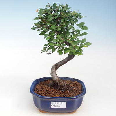 Indoor-Bonsai - Ulmus parvifolia - Kleine Blattulme PB220691 - 1