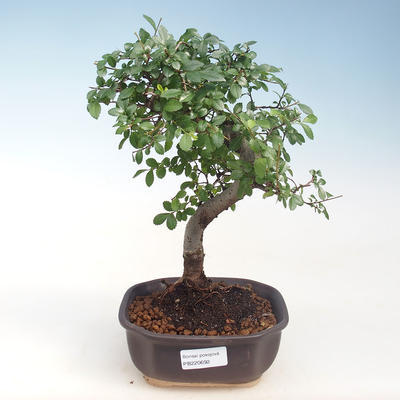 Indoor-Bonsai - Ulmus parvifolia - Kleine Blattulme PB220692 - 1