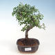 Indoor-Bonsai - Ulmus parvifolia - Kleine Blattulme PB220692 - 1/3
