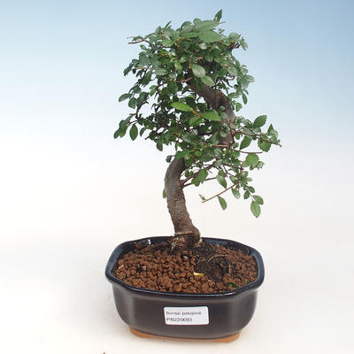 Indoor-Bonsai - Ulmus parvifolia - Kleine Blattulme PB220693 - 1