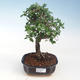 Indoor-Bonsai - Ulmus parvifolia - Kleine Blattulme PB220694 - 1/3