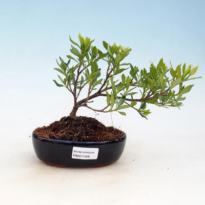 Indoor-Bonsai - Gardenia jasminoides-Gardenia