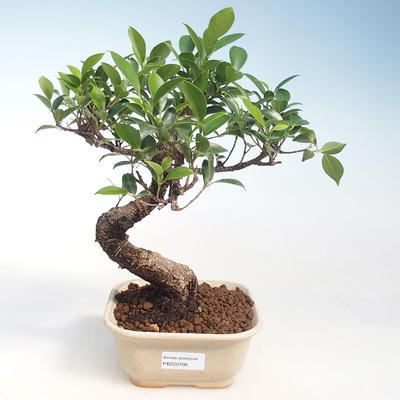 Innenbonsai - Ficus kimmen - kleiner Blattficus PB220706